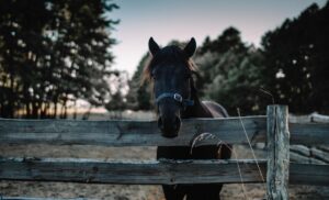 Andy's Gone with Cattle